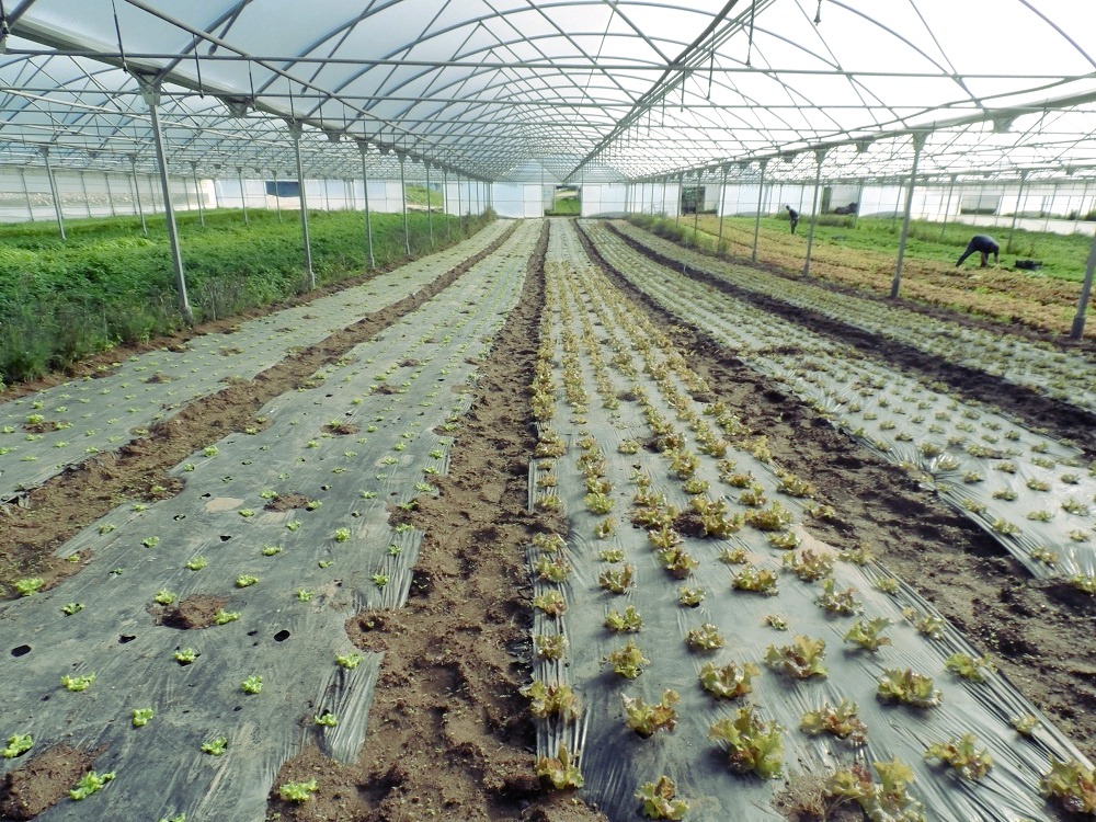 Organic farming techniques used in Canada