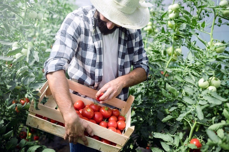 Alimentation biologique au Québec, production et produits