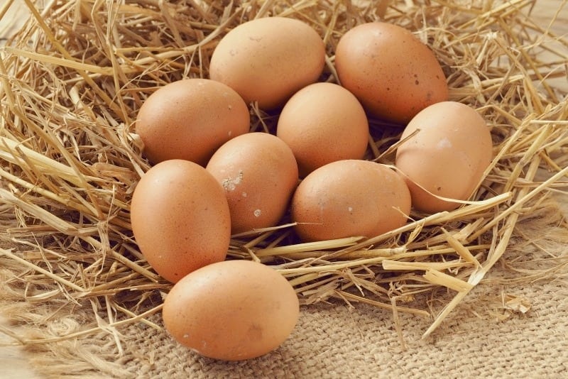 Production d’œufs