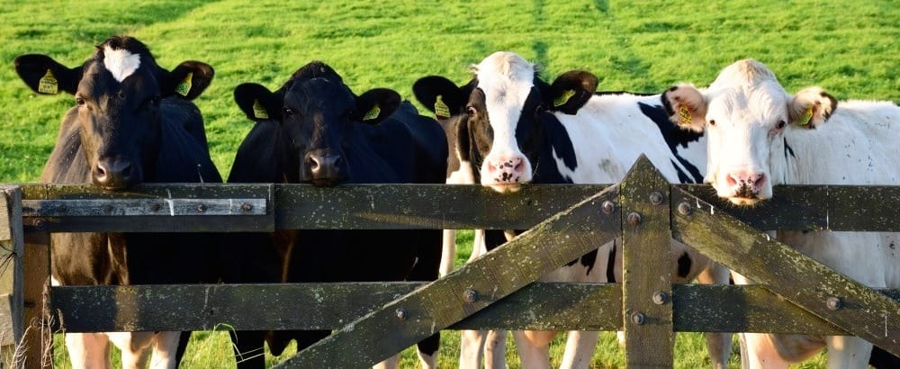 Résumé des normes pour la production laitière biologique